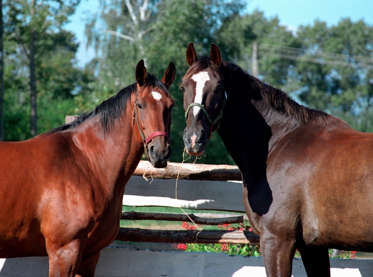 Ośrodek Jazdy Konnej Mierzeja